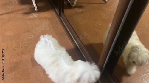 Puppy sees its reflection in the mirror for first time and tries to establish contact with image. Mirror reaction. Self-recognition behavior.