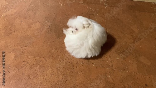 Tail chasing. Maltese puppy spins around trying to catch its tail. Dog. Repetitive compulsive behavior. Funny animals. Pet. Canis lupus familiaris.