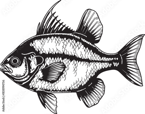 Sunfish hand drawn engraving style perfect for fishing club packaging design