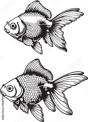 Two goldfish hand drawn engraving style perfect for fishing club packaging design