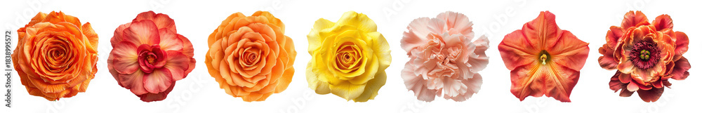 Fototapeta premium PNG Vibrant colorful floral arrangement, element set on transparent background
