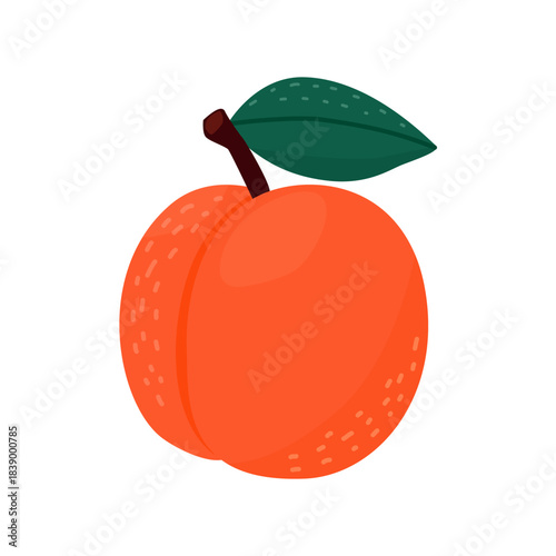 Playful hand-drawn apricot with bright orange flesh subtle textured dots and dark green leaf on brown stem in modern flat cartoon style on white background. Perfect for food icons packaging menus.