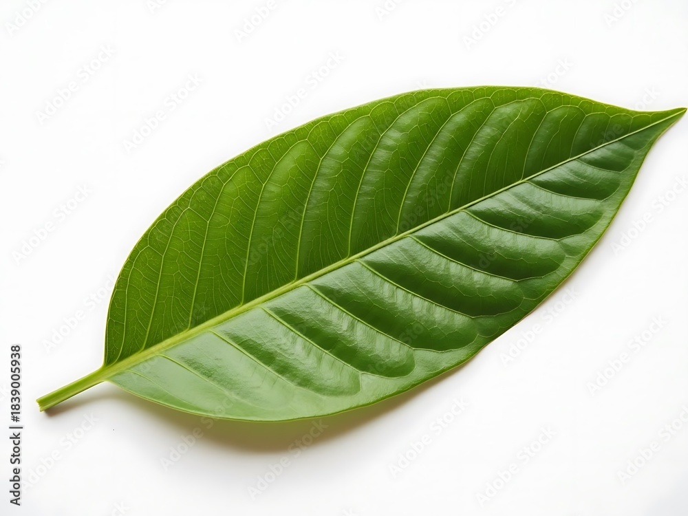 Obraz premium Single green leaf with prominent veins on clean white background