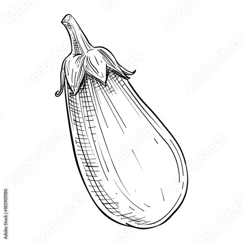 purple eggplant vector line art hand drawn illustration