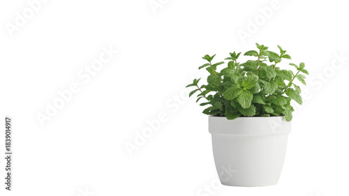 Fresh green mint plant growing in white ceramic flower pot aromatic kitchen herb isolated on white background