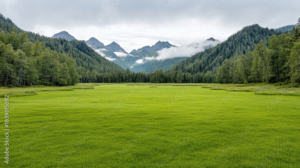 Naklejka premium Lush green meadow leading to misty mountain range with forested slopes and calm mood