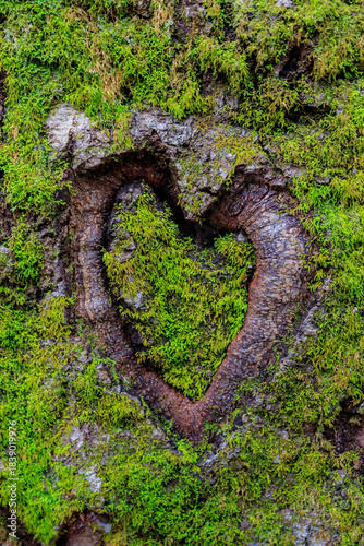 Memories of first love: moss-covered wooden carving in the shape of a heart