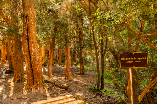 Arrayanes Trail, Lake Moreno West, Bariloch, Rio Negro Province, Argentine Patagonia.