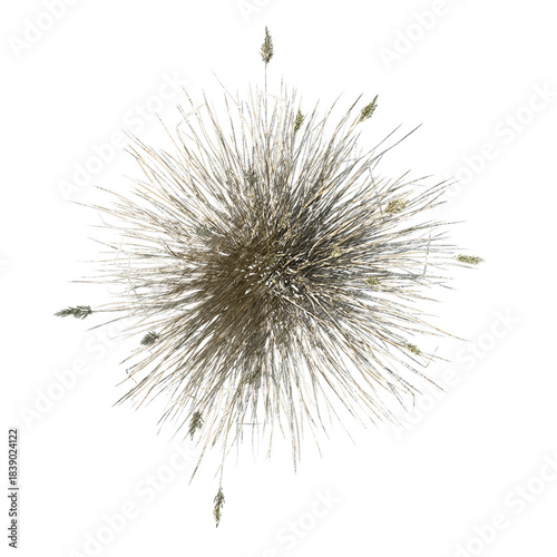 Spiky fescue (bearskin, Festuca gautieri) top view isolated transparent realistic background sketch PNG with alpha channel
