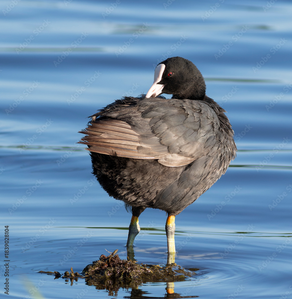 Fototapeta premium Eurasian coot, Fulica atra. A bird stands by the riverbank, preening its feathers