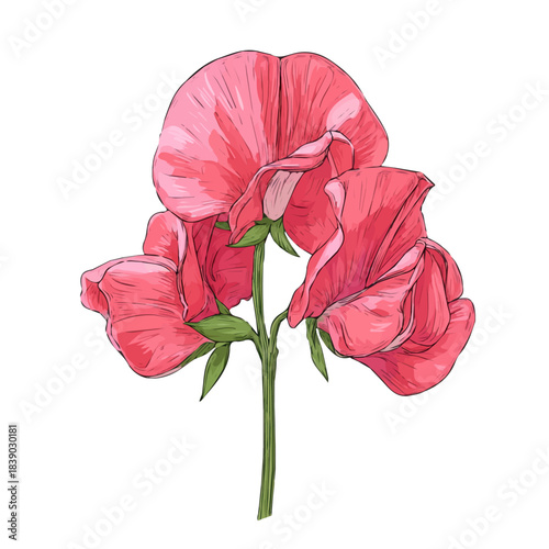 Minimalist 2D vector icon representation of a Sweet Pea Flower, displayed on a pure white background