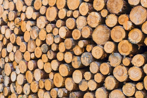 Cut tree trunks arranged in a woodpile
