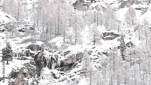 Alpine chamois in the frozen forest (Rupicapra rupicapra)