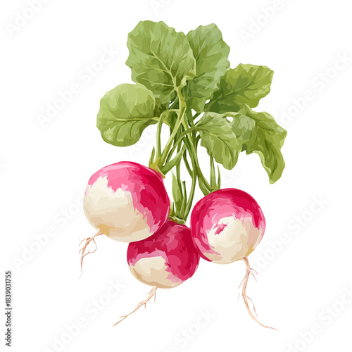 Radish, 2D flat vector illustration in icon style, isolated on a white background