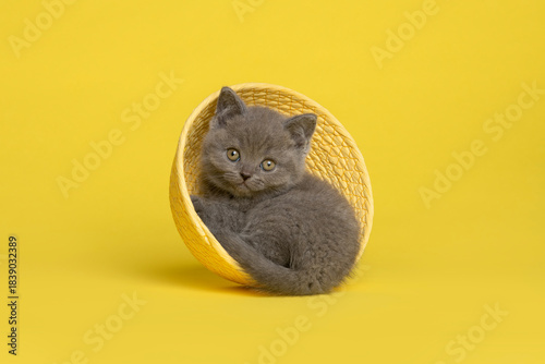 Cute grey british shorthair kitten in a yellow basket on a yellow background