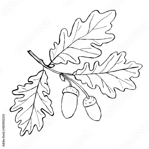 Oak branch with leaves and acorns hand drawn botanical autumn forest element in black and white line art on white background
