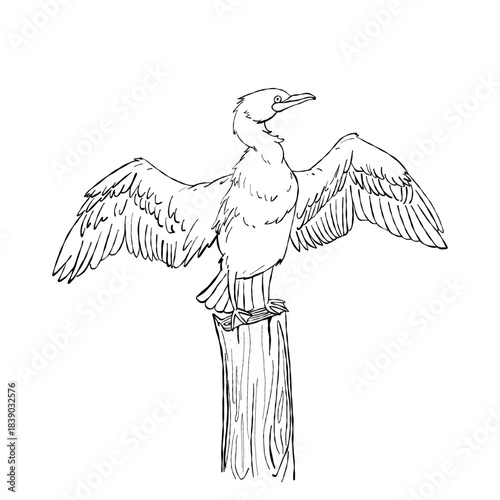Cormorant seabird with open wings standing on wooden post hand drawn wildlife line art illustration isolated on white background