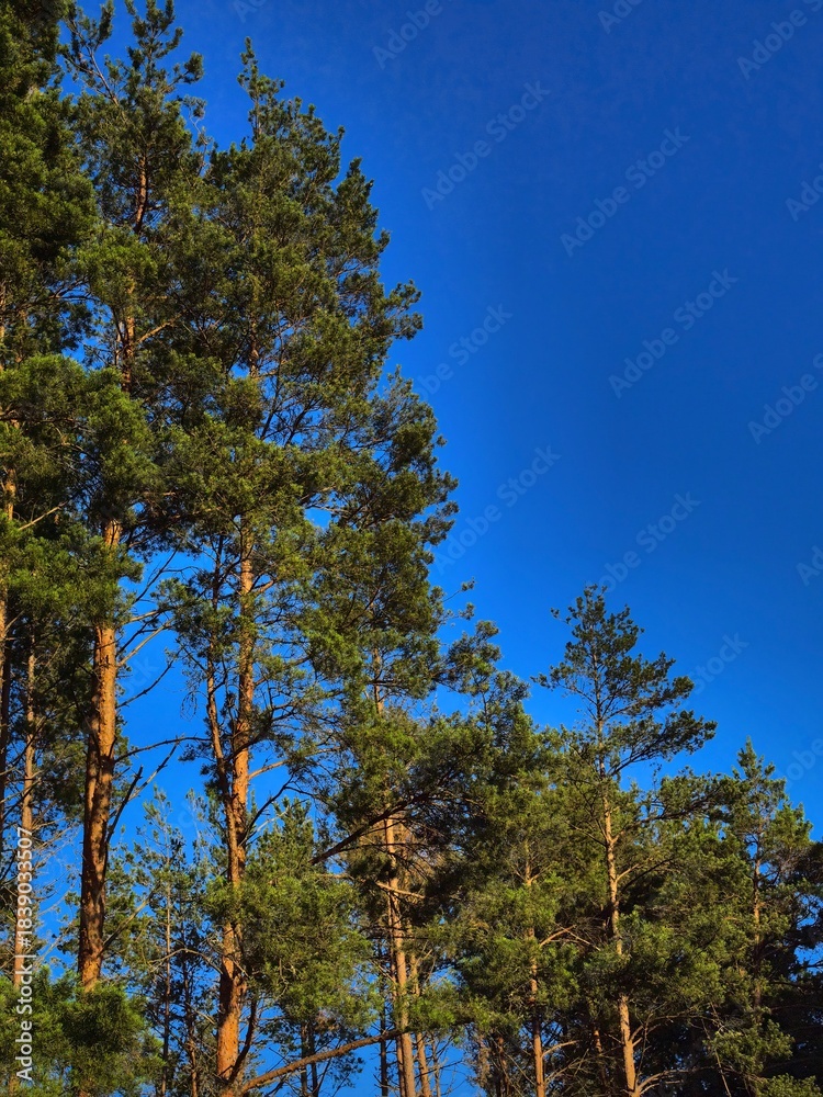 Obraz premium pines against a blue sky, pines on a clear day, pines in sunny weather, a forest of pines, a beautiful photo of a pine tree, a beautiful photo of a coniferous tree, a beautiful photo of a forest, the 