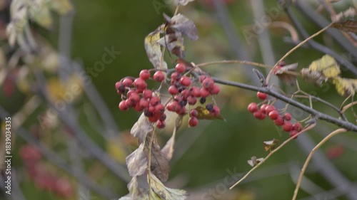 Clusters of small red berries on thin branches with dry autumn leaves, softly blurred green background.