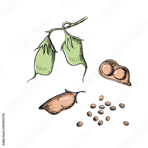 Lentil plant and beans.Hand drawn legume plant. Vector illustration on isolated background. Grain harvest, healthy food. Graphic with engraving leaves, lentils branch for design, print, label, packing