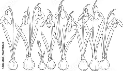Vintage snowdrop flower bulbs and blooms illustration in hand drawn outline vector style for botanical projects