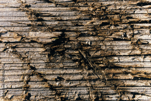 wood texture background