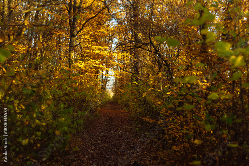 path in autumn forest