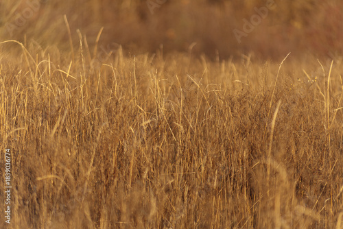 golden wheat field in autumn