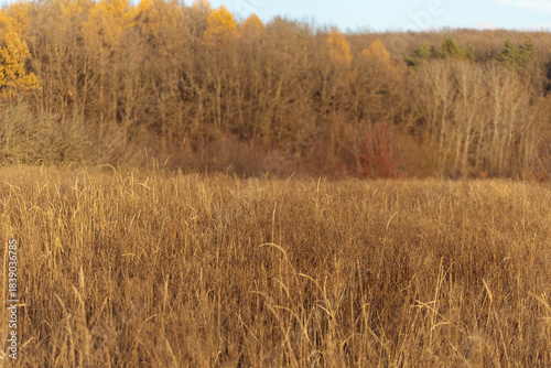 wheat field in autumn
