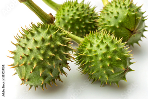 Sharp-focused datura fruits on white surface