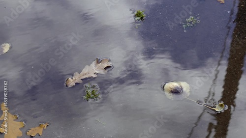 Reflection of cloudy sky in shallow puddle with floating dry oak leaves, small clumps of green grass and foam on water surface.