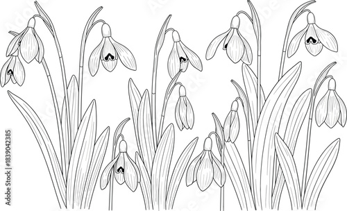 Snowdrop flower botanical drawing in hand drawn line art vintage vector style ideal for floral and nature projects