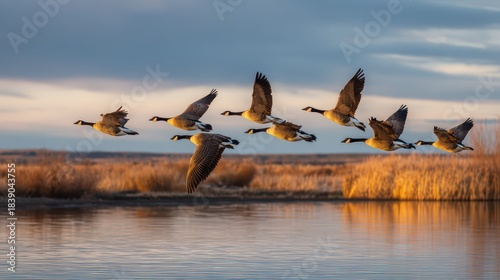 Wallpaper Mural Canada geese flying in a classic V formation over a tranquil lake at sunrise Torontodigital.ca