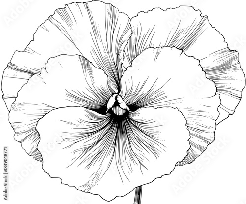 delicate black white pansy bloom | Clean, isolated vector art for creative projects.