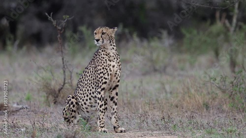  A cheetah female watches her surroundings