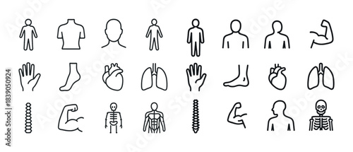 Human anatomy icons: muscles, organs, skeleton, spine, limbs in line art