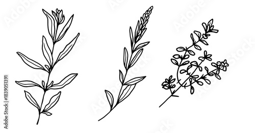 Llemon verbena and cumin sprigs, black and white sketch. Vector illustration. A set of kitchen herbs highlighted on a white background. For menus, recipes, for printing on textiles and packaging