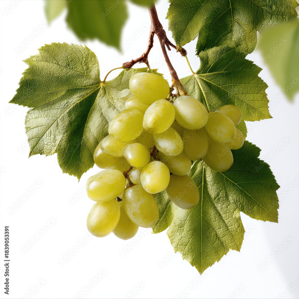Naklejka premium Fresh green grape cluster with vibrant grape leaves on vine, isolated on white background, natural and healthy fruit concept