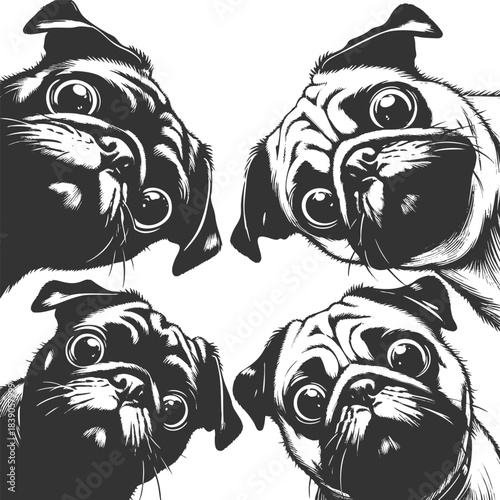 pug dog faces peeking in from the corners, with expressive and curious looks sketch engraving generative ai fictional character vector illustration. Scratch board imitation. Black and white image.
