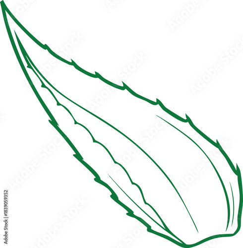 Aloe vera leaf outline white