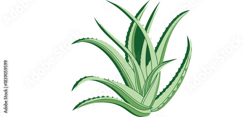 Aloe vera plant white