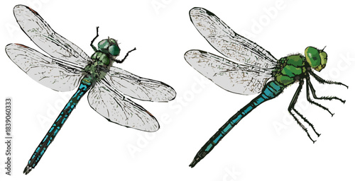 Anax imperator illustration art