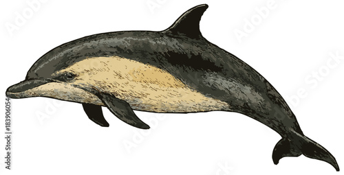 Delphinus delphis illustration art
