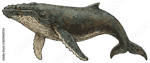 Megaptera novaeangliae illustration art