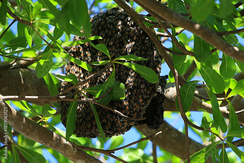 Bees make nests in the cracks of tree branches