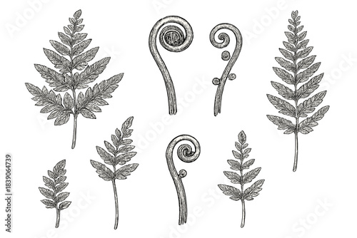 Detailed engraving style collection of fern fronds and coiled fiddleheads