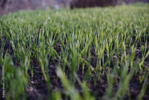 Fresh green sprouts emerging from dark soil in a close-up view. A vibrant symbol of new growth, nature’s renewal, and early spring vegetation captured at ground level.