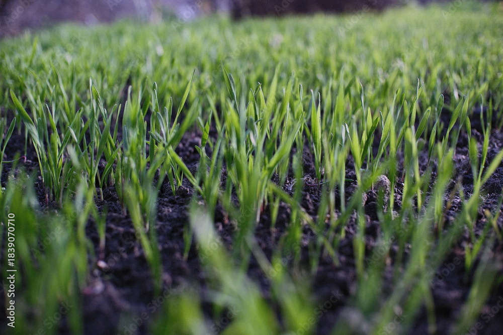 Obraz premium Fresh green sprouts emerging from dark soil in a close-up view. A vibrant symbol of new growth, nature’s renewal, and early spring vegetation captured at ground level.
