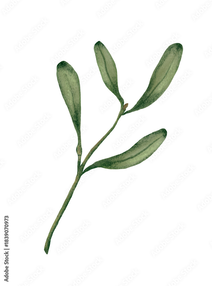 Obraz premium Mistletoe Branch — Christmas Botanical PNG