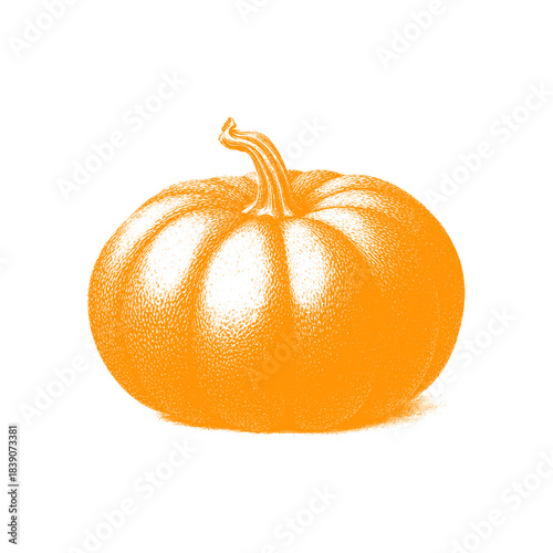 Ripe pumpkin. Isolated vegetable 